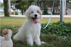 Natasha - Goldendoodle, Mini for sale