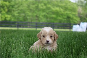 Naomi - Goldendoodle, Mini for sale