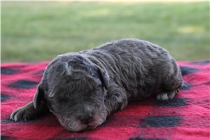Matthew - puppy for sale