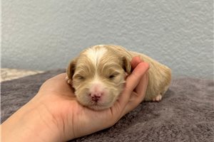 Naomi - puppy for sale
