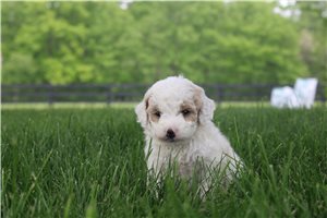 Natalie - Goldendoodle, Mini for sale