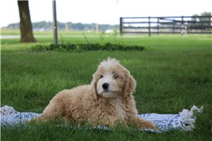 Mack - puppy for sale