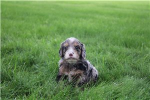 Nayeli - Goldendoodle, Mini for sale