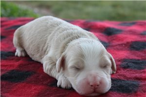 Mack - puppy for sale