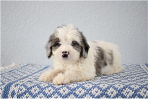 Mouse - Goldendoodle, Mini for sale