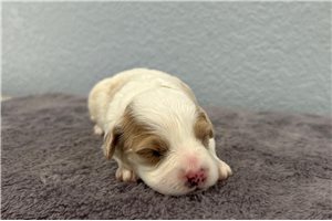 Nicole - Goldendoodle, Mini for sale