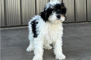 Mason - Goldendoodle, Mini for sale