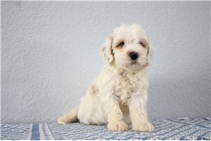 Master - Goldendoodle, Mini for sale