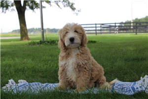 Mitch - puppy for sale