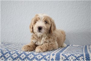 Mitch - Goldendoodle, Mini for sale