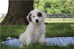 Nadia - Goldendoodle, Mini for sale