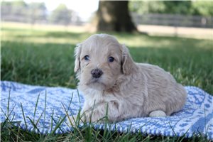 Micah - Goldendoodle, Mini for sale