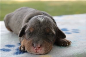 Micah - puppy for sale