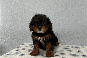 Misty - Goldendoodle, Mini for sale