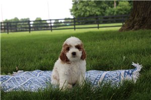 Nina - Goldendoodle, Mini for sale