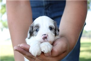Mouse - Goldendoodle, Mini for sale