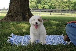 Natasha - puppy for sale