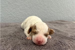 Nina - puppy for sale