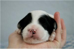 Scarlett - puppy for sale