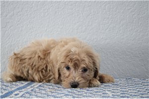 Magnum - Goldendoodle, Mini for sale