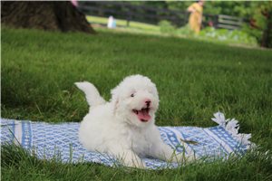 Nathan - Goldendoodle, Mini for sale