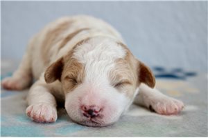 Virgil - Mini Goldendoodle for sale