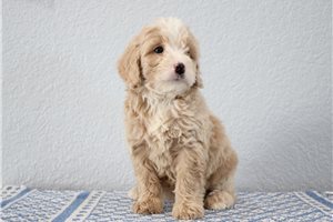 Mack - Goldendoodle, Mini for sale