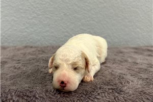 Natalie - puppy for sale