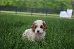 Nina - Mini Goldendoodle for sale
