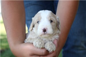 Mack - Goldendoodle, Mini for sale
