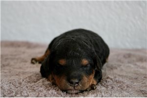 Virginia - puppy for sale