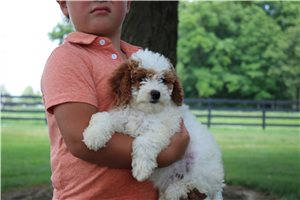 Nina - puppy for sale