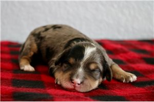 Vixen - puppy for sale