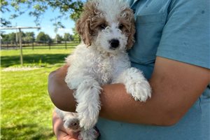 Norma - Goldendoodle, Mini for sale