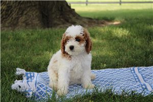 Nina - Goldendoodle, Mini for sale