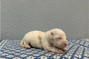 Noah - puppy for sale