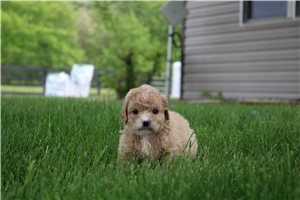 Nevaeh - Goldendoodle, Mini for sale