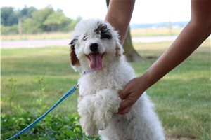 Nadia - Goldendoodle, Mini for sale