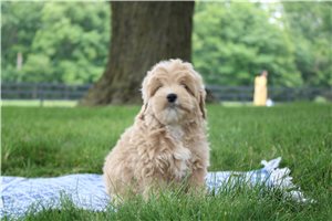Navy - puppy for sale