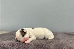 Natasha - puppy for sale