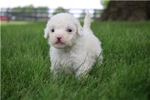 Nathan - Goldendoodle, Mini for sale