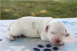 Master - Goldendoodle, Mini for sale