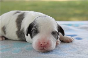 Mouse - puppy for sale
