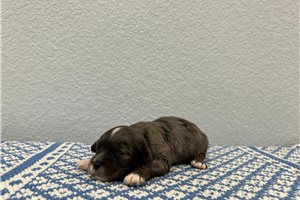 Nash - Goldendoodle, Mini for sale