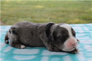 Mashall - Goldendoodle, Mini for sale