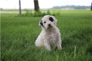 Nadia - Goldendoodle, Mini for sale