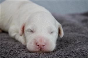 Shamus - puppy for sale