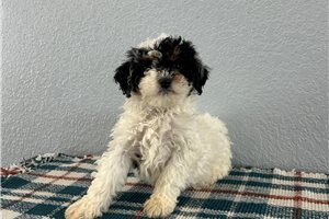 Mason - Goldendoodle, Mini for sale