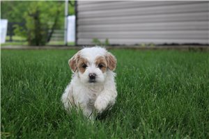 Nicole - Goldendoodle, Mini for sale