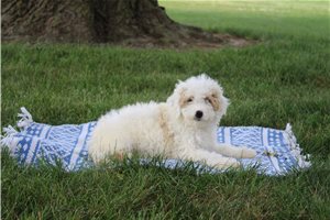 Natalie - Goldendoodle, Mini for sale
